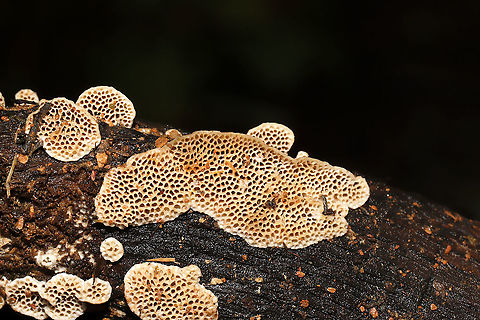Cerioporus mollis On a fallen branch below Quercus montana.

Cerioporus mollis or Antrodia sp.? 
https://www.jungledragon.com/image/102037/cerioporus_mollis.html
https://www.jungledragon.com/image/102038/cerioporus_mollis.html Cerioporus Mollis,Geotagged,Summer,United States