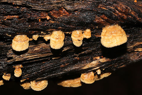 Cerioporus mollis On a fallen branch below Quercus montana.

Cerioporus mollis or Antrodia sp.? 
https://www.jungledragon.com/image/102039/cerioporus_mollis.html
https://www.jungledragon.com/image/102038/cerioporus_mollis.html Cerioporus Mollis,Geotagged,Summer,United States