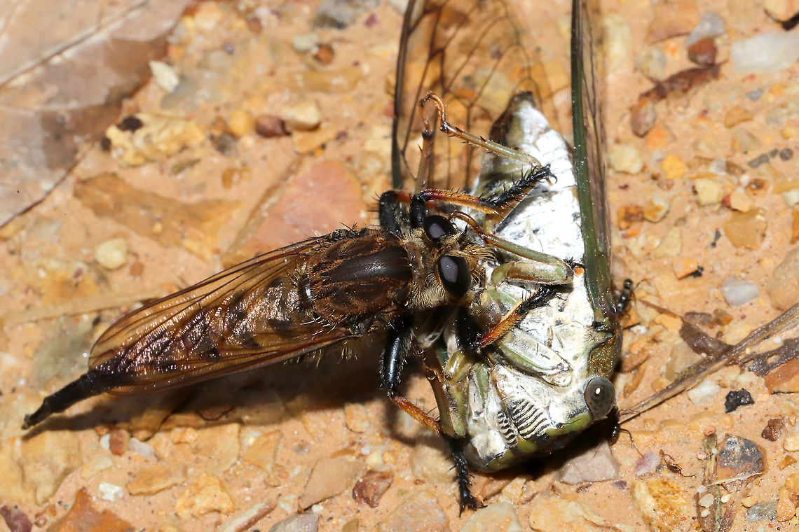 Red-footed Cannibal Fly (Promachus rufipes) Feasting on Neotibicen winnemanna I found this robberfly snacking on an Eastern Scissors Grinder cicada (<br />
Neotibicen winnemanna) on a dirt road at a dense mixed forest edge. It was not pleased when I shooed it away to get a better view of the cicada! I've heard that this species has been known to catch/prey on hummingbirds!<br />
<figure class="photo"><a href="https://www.jungledragon.com/image/102064/red-footed_cannibal_fly_promachus_rufipes_feasting_on_neotibicen_winnemanna.html" title="Red-footed Cannibal Fly (Promachus rufipes) Feasting on Neotibicen winnemanna"><img src="https://s3.amazonaws.com/media.jungledragon.com/images/3231/102064_thumb.jpg?AWSAccessKeyId=05GMT0V3GWVNE7GGM1R2&Expires=1759968010&Signature=Mxdq8TaWhuAk5T9tDh8ct52QEo8%3D" width="200" height="134" alt="Red-footed Cannibal Fly (Promachus rufipes) Feasting on Neotibicen winnemanna I found this robberfly snacking on a Eastern Scissors Grinder cicada (Neotibicen winnemanna) on a dirt road at a dense mixed forest edge. It was not pleased when I shooed it away to get a better view of the cicada! I've heard that this species has been known to catch/prey on hummingbirds!<br />
https://www.jungledragon.com/image/102063/red-footed_cannibal_fly_promachus_rufipes_feasting_on_neotibicen_sp.html<br />
https://www.jungledragon.com/image/102132/eastern_scissors_grinder_cicada_neotibicen_winnemanna.html Geotagged,Promachus rufipes,Red-footed Cannibal Fly,Summer,United States" /></a></figure><br />
<figure class="photo"><a href="https://www.jungledragon.com/image/102132/eastern_scissors_grinder_cicada_neotibicen_winnemanna.html" title="Eastern Scissors Grinder Cicada (Neotibicen winnemanna)"><img src="https://s3.amazonaws.com/media.jungledragon.com/images/3231/102132_thumb.jpg?AWSAccessKeyId=05GMT0V3GWVNE7GGM1R2&Expires=1759968010&Signature=dijLHtcvSOZokgHFCr8tsiwZdf4%3D" width="102" height="152" alt="Eastern Scissors Grinder Cicada (Neotibicen winnemanna) Had been captured by and was being fed on by a Red-Footed Cannibal Fly (Promachus rufipes)--on a dirt road at a dense mixed forest edge.<br />
https://www.jungledragon.com/image/102063/red-footed_cannibal_fly_promachus_rufipes_feasting_on_neotibicen_winnemanna.html Eastern Scissors Grinder Cicada,Geotagged,Neotibicen winnemanna,Summer,United States" /></a></figure> Geotagged,Promachus rufipes,Red-footed Cannibal Fly,Summer,United States