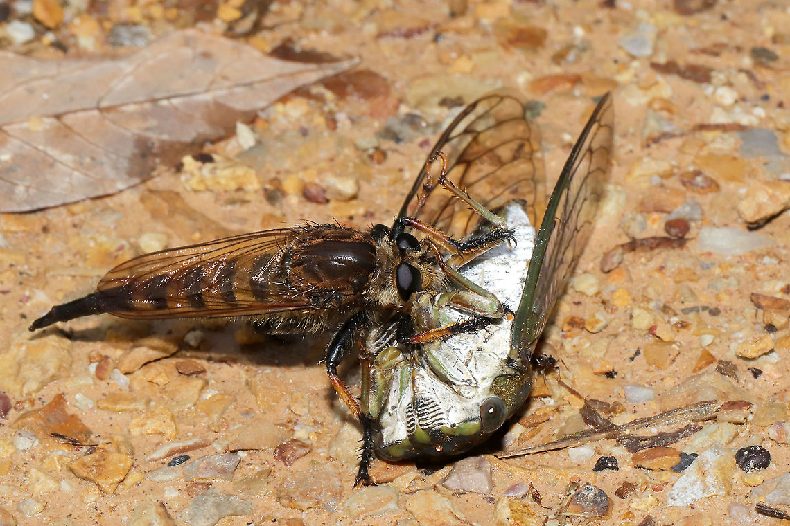 Red-footed Cannibal Fly (Promachus rufipes) Feasting on Neotibicen winnemanna I found this robberfly snacking on a Eastern Scissors Grinder cicada (Neotibicen winnemanna) on a dirt road at a dense mixed forest edge. It was not pleased when I shooed it away to get a better view of the cicada! I've heard that this species has been known to catch/prey on hummingbirds!<br />
<figure class="photo"><a href="https://www.jungledragon.com/image/102063/red-footed_cannibal_fly_promachus_rufipes_feasting_on_neotibicen_winnemanna.html" title="Red-footed Cannibal Fly (Promachus rufipes) Feasting on Neotibicen winnemanna"><img src="https://s3.amazonaws.com/media.jungledragon.com/images/3231/102063_thumb.jpg?AWSAccessKeyId=05GMT0V3GWVNE7GGM1R2&Expires=1759968010&Signature=rwFvGDHy68jJWMpwluMjEoWRS28%3D" width="200" height="134" alt="Red-footed Cannibal Fly (Promachus rufipes) Feasting on Neotibicen winnemanna I found this robberfly snacking on an Eastern Scissors Grinder cicada (<br />
Neotibicen winnemanna) on a dirt road at a dense mixed forest edge. It was not pleased when I shooed it away to get a better view of the cicada! I've heard that this species has been known to catch/prey on hummingbirds!<br />
https://www.jungledragon.com/image/102064/red-footed_cannibal_fly_promachus_rufipes_feasting_on_neotibicen_sp.html<br />
https://www.jungledragon.com/image/102132/eastern_scissors_grinder_cicada_neotibicen_winnemanna.html Geotagged,Promachus rufipes,Red-footed Cannibal Fly,Summer,United States" /></a></figure><br />
<figure class="photo"><a href="https://www.jungledragon.com/image/102132/eastern_scissors_grinder_cicada_neotibicen_winnemanna.html" title="Eastern Scissors Grinder Cicada (Neotibicen winnemanna)"><img src="https://s3.amazonaws.com/media.jungledragon.com/images/3231/102132_thumb.jpg?AWSAccessKeyId=05GMT0V3GWVNE7GGM1R2&Expires=1759968010&Signature=dijLHtcvSOZokgHFCr8tsiwZdf4%3D" width="102" height="152" alt="Eastern Scissors Grinder Cicada (Neotibicen winnemanna) Had been captured by and was being fed on by a Red-Footed Cannibal Fly (Promachus rufipes)--on a dirt road at a dense mixed forest edge.<br />
https://www.jungledragon.com/image/102063/red-footed_cannibal_fly_promachus_rufipes_feasting_on_neotibicen_winnemanna.html Eastern Scissors Grinder Cicada,Geotagged,Neotibicen winnemanna,Summer,United States" /></a></figure> Geotagged,Promachus rufipes,Red-footed Cannibal Fly,Summer,United States
