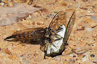Red-footed Cannibal Fly (Promachus rufipes) Feasting on  Neotibicen winnemanna I found this robberfly snacking on a Eastern Scissors Grinder cicada (Neotibicen winnemanna) on a dirt road at a dense mixed forest edge. It was not pleased when I shooed it away to get a better view of the cicada! I've heard that this species has been known to catch/prey on hummingbirds!<br />
https://www.jungledragon.com/image/102063/red-footed_cannibal_fly_promachus_rufipes_feasting_on_neotibicen_sp.html<br />
https://www.jungledragon.com/image/102132/eastern_scissors_grinder_cicada_neotibicen_winnemanna.html Geotagged,Promachus rufipes,Red-footed Cannibal Fly,Summer,United States