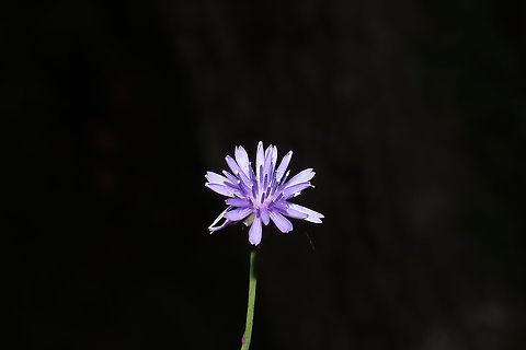 Woodland Lettuce (Lactuca floridana) Growing at a meadowy clearing by the reregulation dam.  Geotagged,Lactuca floridana,Summer,United States,Woodland lettuce