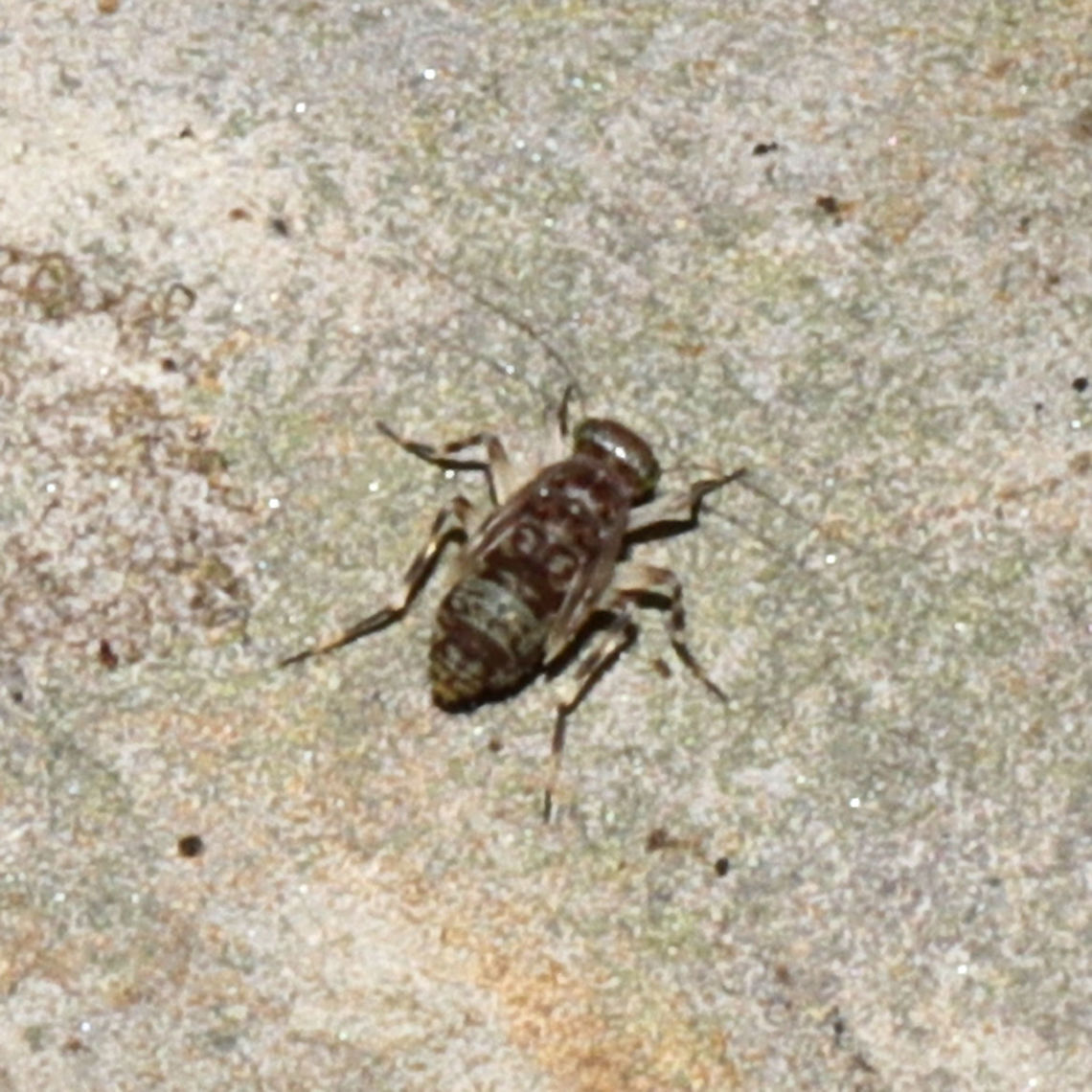 Japanese Barklice Nymph (Stimulopalpus japonicus)? Tiny insects on a large mossy/lichen-covered rock. Several of them were "dancing" in a coordinated, bizzare unison. Geotagged,Stimulopalpus japonicus,Summer,United States