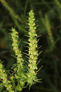 Sumpweed (Iva annua) Growing in a meadowy clearing near the reregulation dam
https://www.jungledragon.com/image/102191/sumpweed_iva_annua.html Geotagged,Iva annua,Summer,United States
