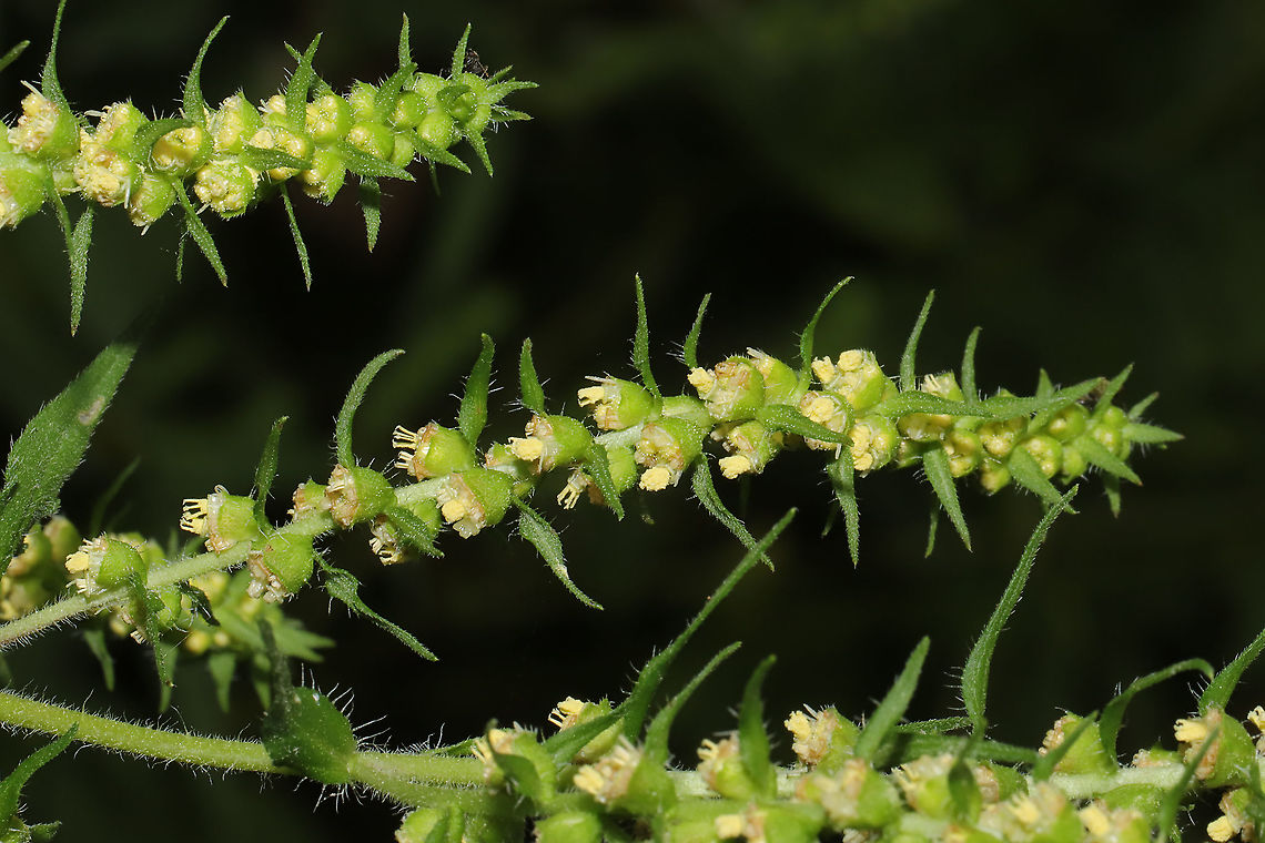 Sumpweed (Iva annua) Growing in a meadowy clearing near the reregulation dam <br />
<figure class="photo"><a href="https://www.jungledragon.com/image/102190/sumpweed_iva_annua.html" title="Sumpweed (Iva annua)"><img src="https://s3.amazonaws.com/media.jungledragon.com/images/3231/102190_thumb.jpg?AWSAccessKeyId=05GMT0V3GWVNE7GGM1R2&Expires=1769040010&Signature=0fPSAQNhFw%2BD%2BhWglyASfjJvLtQ%3D" width="102" height="152" alt="Sumpweed (Iva annua) Growing in a meadowy clearing near the reregulation dam<br />
https://www.jungledragon.com/image/102191/sumpweed_iva_annua.html Geotagged,Iva annua,Summer,United States" /></a></figure><br />
 Geotagged,Iva annua,Summer,United States