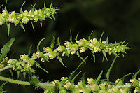 Sumpweed (Iva annua) Growing in a meadowy clearing near the reregulation dam <br />
https://www.jungledragon.com/image/102190/sumpweed_iva_annua.html<br />
Geotagged,Iva annua,Summer,United States