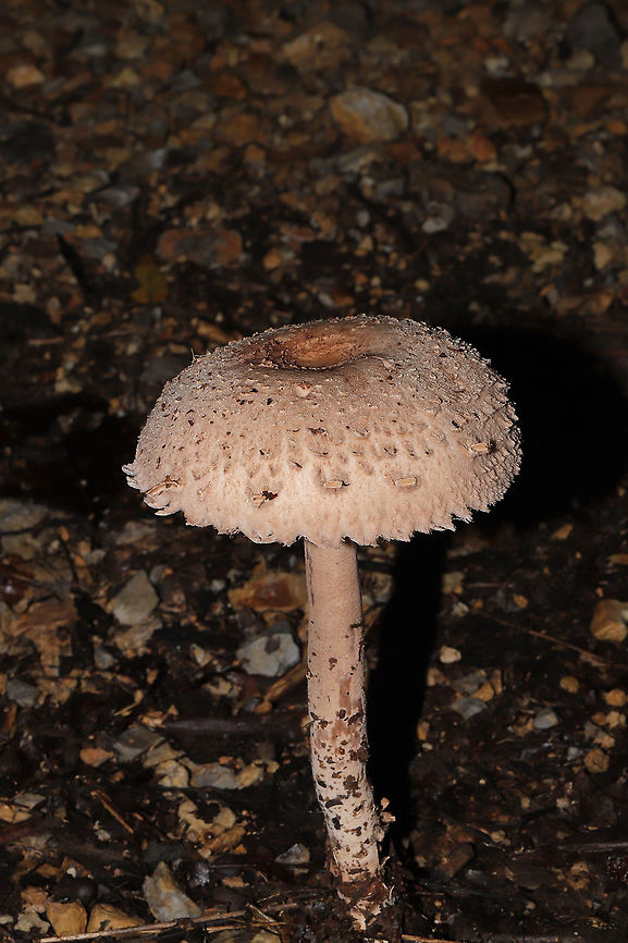 Graceful Parasol (Macrolepiota clelandii)? ID Tentative. Not sure if this species is actually in the US. Growing at a dense mixed forest edge, in leaf litter on a chert driveway. <br />
<figure class="photo"><a href="https://www.jungledragon.com/image/102193/graceful_parasol_macrolepiota_clelandii.html" title="Graceful Parasol (Macrolepiota clelandii)?"><img src="https://s3.amazonaws.com/media.jungledragon.com/images/3231/102193_thumb.jpg?AWSAccessKeyId=05GMT0V3GWVNE7GGM1R2&Expires=1765411210&Signature=C0SJTMjj5OTZReaA%2FCWilcyi2ho%3D" width="200" height="134" alt="Graceful Parasol (Macrolepiota clelandii)? ID Tentative. Not sure if this species is actually in the US.   Growing at a dense mixed forest edge, in leaf litter on a chert driveway. Under mostly Carya and Quercus sp.<br />
https://www.jungledragon.com/image/102192/graceful_parasol_macrolepiota_clelandii.html<br />
https://www.jungledragon.com/image/102194/graceful_parasol_macrolepiota_clelandii.html Fall,Geotagged,Macrolepiota clelandii,Slender Parasol,United States" /></a></figure><br />
<figure class="photo"><a href="https://www.jungledragon.com/image/102194/graceful_parasol_macrolepiota_clelandii.html" title="Graceful Parasol (Macrolepiota clelandii)?"><img src="https://s3.amazonaws.com/media.jungledragon.com/images/3231/102194_thumb.jpg?AWSAccessKeyId=05GMT0V3GWVNE7GGM1R2&Expires=1765411210&Signature=ZFY2AD9NmseXBLKgLpjYa4x9PKU%3D" width="102" height="152" alt="Graceful Parasol (Macrolepiota clelandii)? ID Tentative. Not sure if this species is actually in the US.  Growing at a dense mixed forest edge, in leaf litter on a chert driveway.<br />
https://www.jungledragon.com/image/102192/graceful_parasol_macrolepiota_clelandii.html<br />
https://www.jungledragon.com/image/102193/graceful_parasol_macrolepiota_clelandii.html Fall,Geotagged,Macrolepiota clelandii,Slender Parasol,United States" /></a></figure> Fall,Geotagged,Macrolepiota clelandii,Slender Parasol,United States