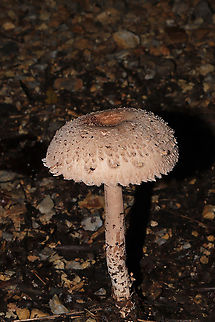 Graceful Parasol (Macrolepiota clelandii)? ID Tentative. Not sure if this species is actually in the US. Growing at a dense mixed forest edge, in leaf litter on a chert driveway. 
https://www.jungledragon.com/image/102193/graceful_parasol_macrolepiota_clelandii.html
https://www.jungledragon.com/image/102194/graceful_parasol_macrolepiota_clelandii.html Fall,Geotagged,Macrolepiota clelandii,Slender Parasol,United States