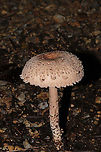 Graceful Parasol (Macrolepiota clelandii)? ID Tentative. Not sure if this species is actually in the US. Growing at a dense mixed forest edge, in leaf litter on a chert driveway. <br />
https://www.jungledragon.com/image/102193/graceful_parasol_macrolepiota_clelandii.html<br />
https://www.jungledragon.com/image/102194/graceful_parasol_macrolepiota_clelandii.html Fall,Geotagged,Macrolepiota clelandii,Slender Parasol,United States