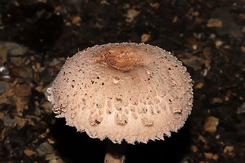 Graceful Parasol (Macrolepiota clelandii)? ID Tentative. Not sure if this species is actually in the US.   Growing at a dense mixed forest edge, in leaf litter on a chert driveway. Under mostly Carya and Quercus sp.
https://www.jungledragon.com/image/102192/graceful_parasol_macrolepiota_clelandii.html
https://www.jungledragon.com/image/102194/graceful_parasol_macrolepiota_clelandii.html Fall,Geotagged,Macrolepiota clelandii,Slender Parasol,United States