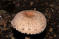Graceful Parasol (Macrolepiota clelandii)? ID Tentative. Not sure if this species is actually in the US. Growing at a dense mixed forest edge, in leaf litter on a chert driveway. Under mostly Carya and Quercus sp.<br />
https://www.jungledragon.com/image/102192/graceful_parasol_macrolepiota_clelandii.html<br />
https://www.jungledragon.com/image/102194/graceful_parasol_macrolepiota_clelandii.html Fall,Geotagged,Macrolepiota clelandii,Slender Parasol,United States