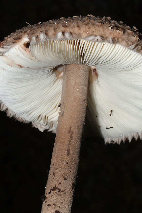 Graceful Parasol (Macrolepiota clelandii)? ID Tentative. Not sure if this species is actually in the US.  Growing at a dense mixed forest edge, in leaf litter on a chert driveway.<br />
<figure class="photo"><a href="https://www.jungledragon.com/image/102192/graceful_parasol_macrolepiota_clelandii.html" title="Graceful Parasol (Macrolepiota clelandii)?"><img src="https://s3.amazonaws.com/media.jungledragon.com/images/3231/102192_thumb.jpg?AWSAccessKeyId=05GMT0V3GWVNE7GGM1R2&Expires=1759968010&Signature=E%2FP1jP1PwrxcA3JV%2BDGC0wuv5pM%3D" width="102" height="152" alt="Graceful Parasol (Macrolepiota clelandii)? ID Tentative. Not sure if this species is actually in the US. Growing at a dense mixed forest edge, in leaf litter on a chert driveway. <br />
https://www.jungledragon.com/image/102193/graceful_parasol_macrolepiota_clelandii.html<br />
https://www.jungledragon.com/image/102194/graceful_parasol_macrolepiota_clelandii.html Fall,Geotagged,Macrolepiota clelandii,Slender Parasol,United States" /></a></figure><br />
<figure class="photo"><a href="https://www.jungledragon.com/image/102193/graceful_parasol_macrolepiota_clelandii.html" title="Graceful Parasol (Macrolepiota clelandii)?"><img src="https://s3.amazonaws.com/media.jungledragon.com/images/3231/102193_thumb.jpg?AWSAccessKeyId=05GMT0V3GWVNE7GGM1R2&Expires=1759968010&Signature=XGD1h8JZdu4skaejBiZiU4oe1mU%3D" width="200" height="134" alt="Graceful Parasol (Macrolepiota clelandii)? ID Tentative. Not sure if this species is actually in the US.   Growing at a dense mixed forest edge, in leaf litter on a chert driveway. Under mostly Carya and Quercus sp.<br />
https://www.jungledragon.com/image/102192/graceful_parasol_macrolepiota_clelandii.html<br />
https://www.jungledragon.com/image/102194/graceful_parasol_macrolepiota_clelandii.html Fall,Geotagged,Macrolepiota clelandii,Slender Parasol,United States" /></a></figure> Fall,Geotagged,Macrolepiota clelandii,Slender Parasol,United States