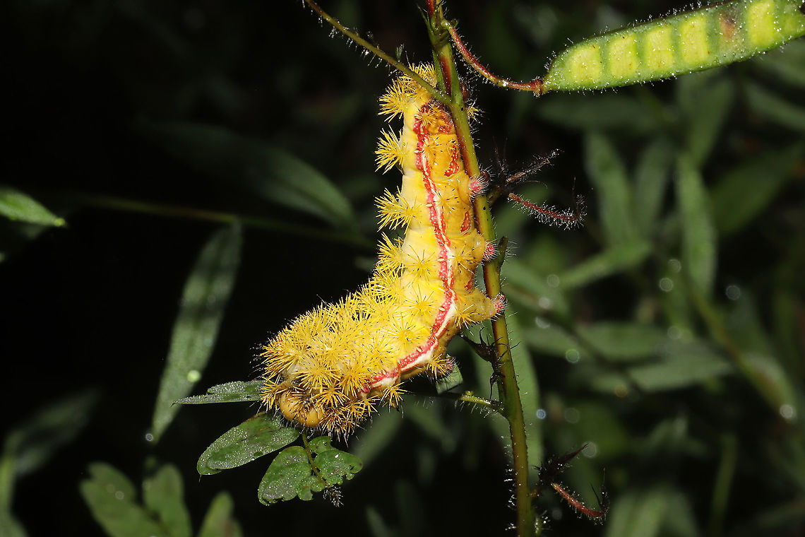 Io Moth (Automeris io) At a meadowy forest edge. On Partridge Pea. <br />
<figure class="photo"><a href="https://www.jungledragon.com/image/102196/io_moth_automeris_io.html" title="Io Moth (Automeris io)"><img src="https://s3.amazonaws.com/media.jungledragon.com/images/3231/102196_thumb.jpg?AWSAccessKeyId=05GMT0V3GWVNE7GGM1R2&Expires=1767225610&Signature=MC5JOfln7IezJhz5OD8aVELS7uU%3D" width="200" height="134" alt="Io Moth (Automeris io) At a meadowy forest edge. On Partridge Pea.<br />
https://www.jungledragon.com/image/102195/io_moth_automeris_io.html Automeris io,Fall,Geotagged,Io moth,United States" /></a></figure> Automeris io,Fall,Geotagged,Io moth,United States