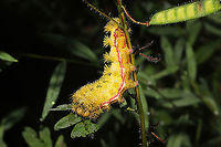 Io Moth (Automeris io) At a meadowy forest edge. On Partridge Pea. <br />
https://www.jungledragon.com/image/102196/io_moth_automeris_io.html Automeris io,Fall,Geotagged,Io moth,United States