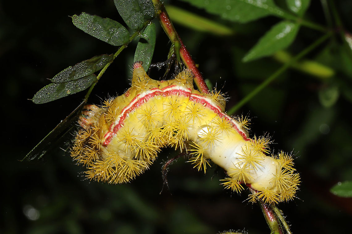 Io Moth (Automeris io) At a meadowy forest edge. On Partridge Pea.<br />
<figure class="photo"><a href="https://www.jungledragon.com/image/102195/io_moth_automeris_io.html" title="Io Moth (Automeris io)"><img src="https://s3.amazonaws.com/media.jungledragon.com/images/3231/102195_thumb.jpg?AWSAccessKeyId=05GMT0V3GWVNE7GGM1R2&Expires=1759968010&Signature=VOZ9hepjlvgsR6chzes2hmnOtfk%3D" width="200" height="134" alt="Io Moth (Automeris io) At a meadowy forest edge. On Partridge Pea. <br />
https://www.jungledragon.com/image/102196/io_moth_automeris_io.html Automeris io,Fall,Geotagged,Io moth,United States" /></a></figure> Automeris io,Fall,Geotagged,Io moth,United States