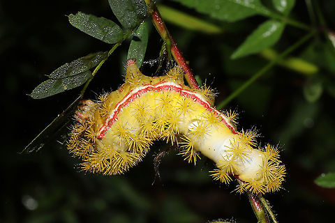 Io Moth (Automeris io) At a meadowy forest edge. On Partridge Pea.
https://www.jungledragon.com/image/102195/io_moth_automeris_io.html Automeris io,Fall,Geotagged,Io moth,United States