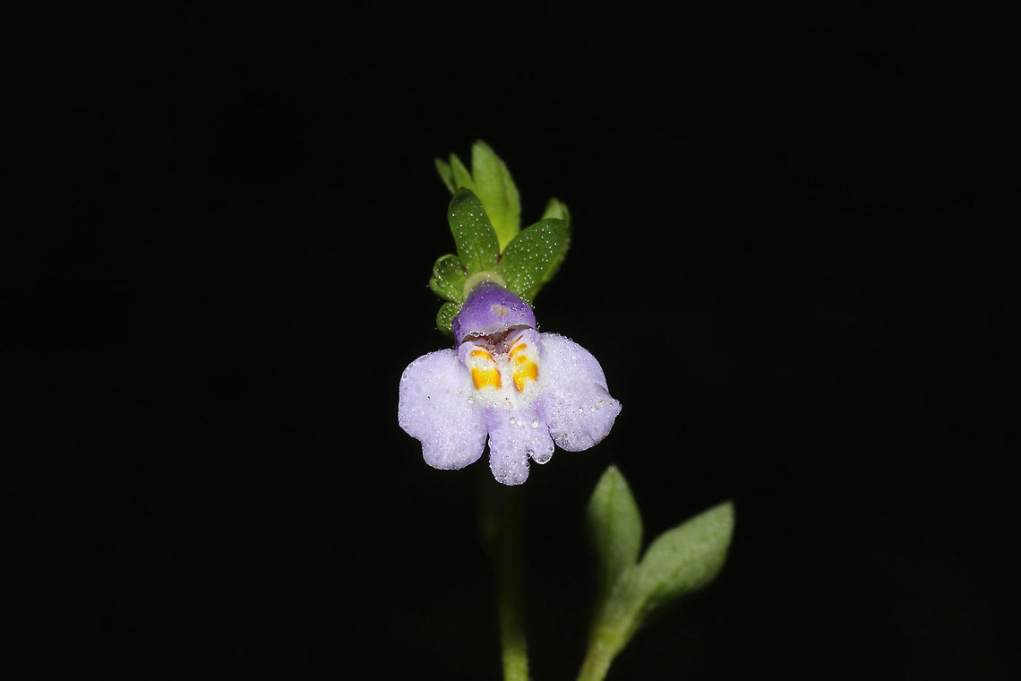 Japanese Mazus (Mazus pumilus) INTRODUCED/INVASIVE.<br />
Growing in a meadowy clearing/lawn near a wetland. Fall,Geotagged,Mazus pumilus,United States