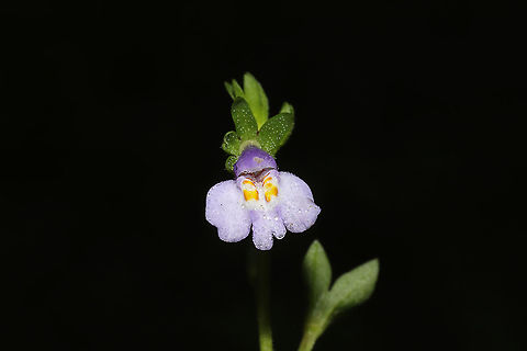 Japanese Mazus (Mazus pumilus) INTRODUCED/INVASIVE.
Growing in a meadowy clearing/lawn near a wetland. Fall,Geotagged,Mazus pumilus,United States