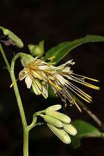 Lion's-foot Rattlesnake-root