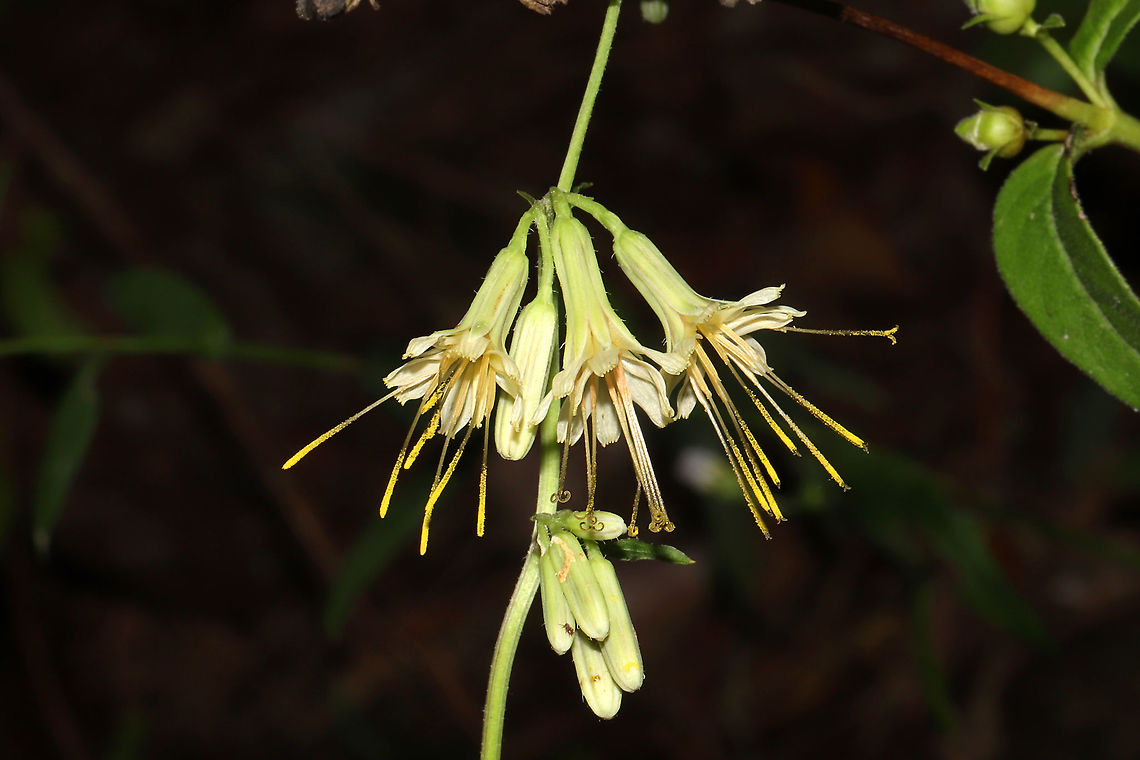 Lion's-foot Rattlesnake-root (Nabalus serpentarius) Growing at a dense mixed forest edge, on a ridgeside. <br />
<figure class="photo"><a href="https://www.jungledragon.com/image/102346/lions-foot_rattlesnake-root_nabalus_serpentarius.html" title="Lion's-foot Rattlesnake-root (Nabalus serpentarius)"><img src="https://s3.amazonaws.com/media.jungledragon.com/images/3231/102346_thumb.jpg?AWSAccessKeyId=05GMT0V3GWVNE7GGM1R2&Expires=1770854410&Signature=eDa49NZc1qSdRbjmUeyyTr3opao%3D" width="102" height="152" alt="Lion's-foot Rattlesnake-root (Nabalus serpentarius) Growing at a dense mixed forest edge, on a ridgeside.<br />
https://www.jungledragon.com/image/102348/lions-foot_rattlesnake-root_nabalus_serpentarius.html<br />
https://www.jungledragon.com/image/102347/lions-foot_rattlesnake-root_nabalus_serpentarius.html Fall,Geotagged,Lion's-foot Rattlesnake-root,Nabalus serpentarius,United States" /></a></figure><br />
<figure class="photo"><a href="https://www.jungledragon.com/image/102348/lions-foot_rattlesnake-root_nabalus_serpentarius.html" title="Lion's-foot Rattlesnake-root (Nabalus serpentarius)"><img src="https://s3.amazonaws.com/media.jungledragon.com/images/3231/102348_thumb.jpg?AWSAccessKeyId=05GMT0V3GWVNE7GGM1R2&Expires=1770854410&Signature=XkyT5zD81%2BfNeuk6FwFvngZM5rg%3D" width="200" height="134" alt="Lion's-foot Rattlesnake-root (Nabalus serpentarius) Growing at a dense mixed forest edge, on a ridgeside. <br />
https://www.jungledragon.com/image/102346/lions-foot_rattlesnake-root_nabalus_serpentarius.html<br />
https://www.jungledragon.com/image/102347/lions-foot_rattlesnake-root_nabalus_serpentarius.html Fall,Geotagged,Lion's-foot Rattlesnake-root,Nabalus serpentarius,United States" /></a></figure> Fall,Geotagged,Lion's-foot Rattlesnake-root,Nabalus serpentarius,United States