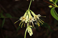 Lion's-foot Rattlesnake-root (Nabalus serpentarius) Growing at a dense mixed forest edge, on a ridgeside. <br />
https://www.jungledragon.com/image/102346/lions-foot_rattlesnake-root_nabalus_serpentarius.html<br />
https://www.jungledragon.com/image/102348/lions-foot_rattlesnake-root_nabalus_serpentarius.html Fall,Geotagged,Lion's-foot Rattlesnake-root,Nabalus serpentarius,United States