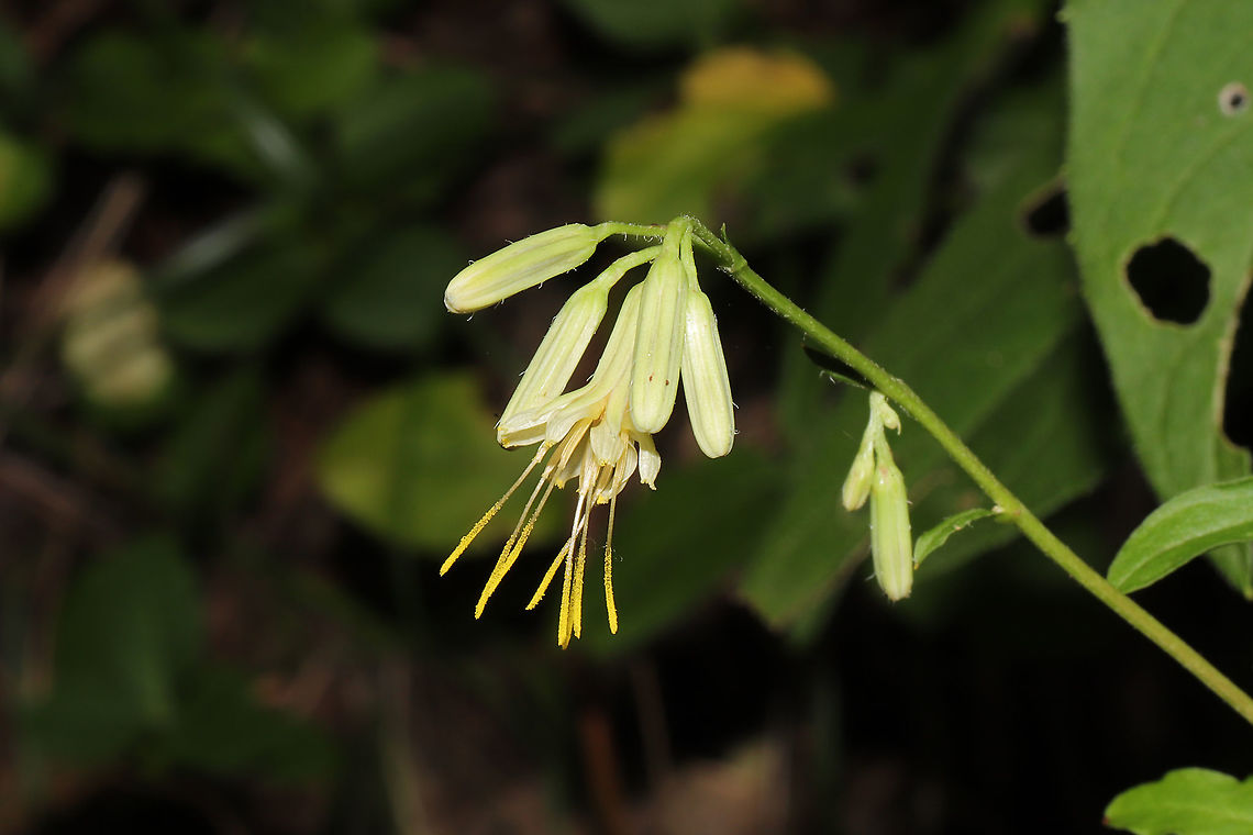 Lion's-foot Rattlesnake-root (Nabalus serpentarius) Growing at a dense mixed forest edge, on a ridgeside. <br />
<figure class="photo"><a href="https://www.jungledragon.com/image/102346/lions-foot_rattlesnake-root_nabalus_serpentarius.html" title="Lion&#039;s-foot Rattlesnake-root (Nabalus serpentarius)"><img src="https://s3.amazonaws.com/media.jungledragon.com/images/3231/102346_thumb.jpg?AWSAccessKeyId=05GMT0V3GWVNE7GGM1R2&Expires=1767225610&Signature=pd2sS8mhgie0sJF%2Fi398jZ8%2FP88%3D" width="102" height="152" alt="Lion&#039;s-foot Rattlesnake-root (Nabalus serpentarius) Growing at a dense mixed forest edge, on a ridgeside.<br />
https://www.jungledragon.com/image/102348/lions-foot_rattlesnake-root_nabalus_serpentarius.html<br />
https://www.jungledragon.com/image/102347/lions-foot_rattlesnake-root_nabalus_serpentarius.html Fall,Geotagged,Lion&#039;s-foot Rattlesnake-root,Nabalus serpentarius,United States" /></a></figure><br />
<figure class="photo"><a href="https://www.jungledragon.com/image/102347/lions-foot_rattlesnake-root_nabalus_serpentarius.html" title="Lion&#039;s-foot Rattlesnake-root (Nabalus serpentarius)"><img src="https://s3.amazonaws.com/media.jungledragon.com/images/3231/102347_thumb.jpg?AWSAccessKeyId=05GMT0V3GWVNE7GGM1R2&Expires=1767225610&Signature=jza6cVtTG7%2BodC3pzXDg0HDXILo%3D" width="200" height="134" alt="Lion&#039;s-foot Rattlesnake-root (Nabalus serpentarius) Growing at a dense mixed forest edge, on a ridgeside. <br />
https://www.jungledragon.com/image/102346/lions-foot_rattlesnake-root_nabalus_serpentarius.html<br />
https://www.jungledragon.com/image/102348/lions-foot_rattlesnake-root_nabalus_serpentarius.html Fall,Geotagged,Lion&#039;s-foot Rattlesnake-root,Nabalus serpentarius,United States" /></a></figure> Fall,Geotagged,Lion's-foot Rattlesnake-root,Nabalus serpentarius,United States