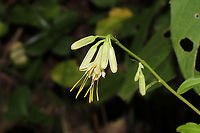 Lion's-foot Rattlesnake-root (Nabalus serpentarius) Growing at a dense mixed forest edge, on a ridgeside. <br />
https://www.jungledragon.com/image/102346/lions-foot_rattlesnake-root_nabalus_serpentarius.html<br />
https://www.jungledragon.com/image/102347/lions-foot_rattlesnake-root_nabalus_serpentarius.html Fall,Geotagged,Lion's-foot Rattlesnake-root,Nabalus serpentarius,United States