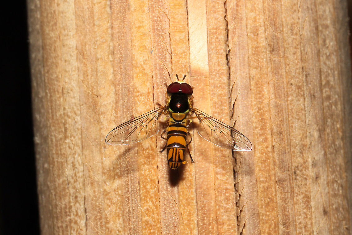 Oblique Stripetail (Allograpta obliqua) At the disturbed edge of a dense mixed forest. Allograpta obliqua,Fall,Geotagged,United States