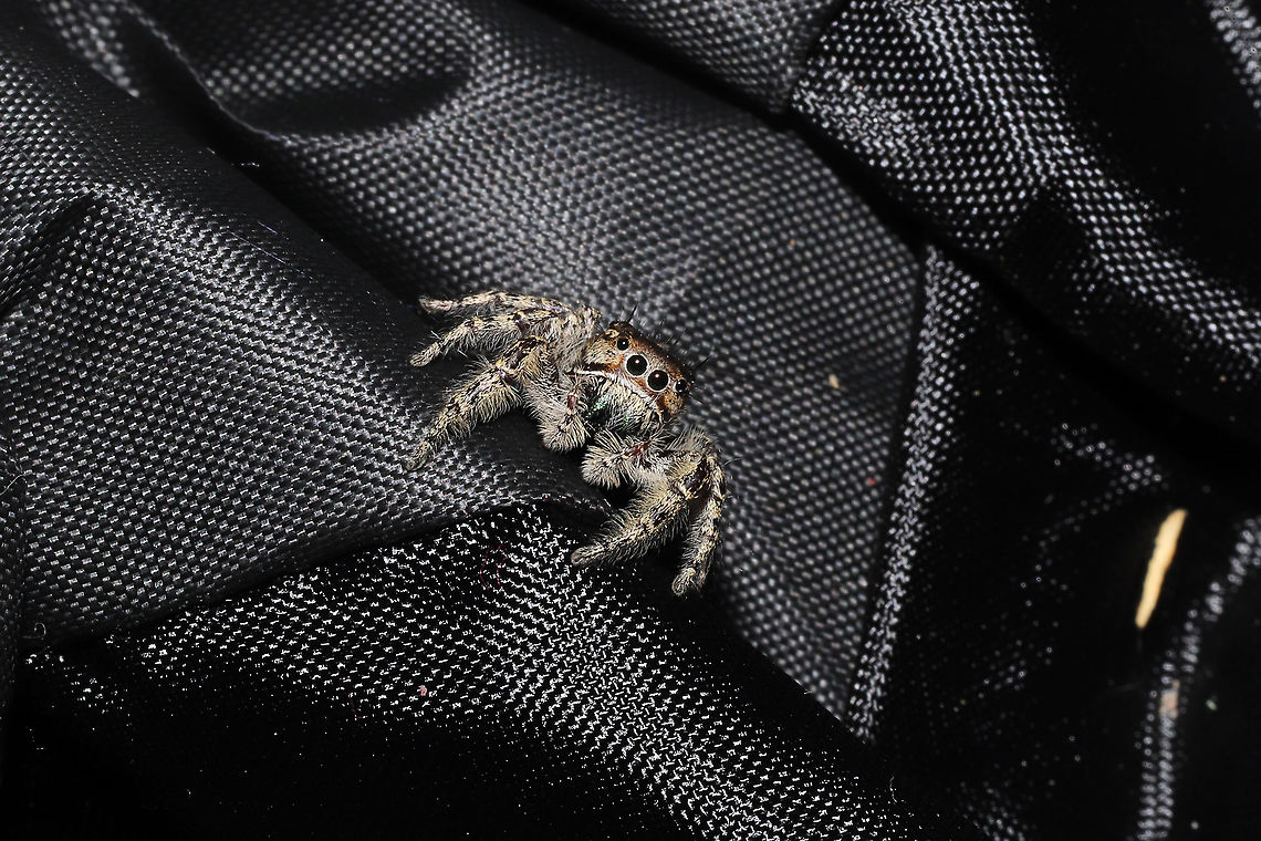 Phidippus putnami Mommy With the pandemic, my husband and I have been leaving items we have purchased on our front porch for a few days. I left a dog treat pouch on the top of our outdoor refrigerator for around a week, and went to retrieve it this afternoon. My hand immediately felt a patch of spider silk on the interior of the bag, and I decided to take a closer look. Mama spider was seemingly guarding her spiderlings. She circled them cautiously until I closed the bag back and put her back in her original location.<br />
<figure class="photo"><a href="https://www.jungledragon.com/image/102601/phidippus_putnami_mommy.html" title="Phidippus putnami Mommy"><img src="https://s3.amazonaws.com/media.jungledragon.com/images/3231/102601_thumb.jpg?AWSAccessKeyId=05GMT0V3GWVNE7GGM1R2&Expires=1759968010&Signature=RZHQxTqXX8ADHUYBW0IE3NeZeNU%3D" width="200" height="200" alt="Phidippus putnami Mommy With the pandemic, my husband and I have been leaving items we have purchased on our front porch for a few days. I left a dog treat pouch on the top of our outdoor refrigerator for around a week, and went to retrieve it this afternoon. My hand immediately felt a patch of spider silk on the interior of the bag, and I decided to take a closer look. Mama spider was seemingly guarding her spiderlings. She circled them cautiously until I closed the bag back and put her back in her original location. <br />
https://www.jungledragon.com/image/102600/unknown_salticid_mommy.html<br />
https://www.jungledragon.com/image/102598/unknown_salticid_mommy.html<br />
https://www.jungledragon.com/image/102599/unknown_salticid_mommy.html Fall,Geotagged,Phidippus comatus,Phidippus putnami,Putnam's Jumping Spider,United States" /></a></figure><br />
<figure class="photo"><a href="https://www.jungledragon.com/image/102600/phidippus_putnami_mommy.html" title="Phidippus putnami Mommy"><img src="https://s3.amazonaws.com/media.jungledragon.com/images/3231/102600_thumb.jpg?AWSAccessKeyId=05GMT0V3GWVNE7GGM1R2&Expires=1759968010&Signature=fHjAlgJAb8REBDd31SMXd%2F2jm4Y%3D" width="200" height="134" alt="Phidippus putnami Mommy With the pandemic, my husband and I have been leaving items we have purchased on our front porch for a few days. I left a dog treat pouch on the top of our outdoor refrigerator for around a week, and went to retrieve it this afternoon. My hand immediately felt a patch of spider silk on the interior of the bag, and I decided to take a closer look. Mama spider was seemingly guarding her spiderlings. She circled them cautiously until I closed the bag back and put her back in her original location. <br />
https://www.jungledragon.com/image/102601/unknown_salticid_mommy.html<br />
https://www.jungledragon.com/image/102598/unknown_salticid_mommy.html<br />
https://www.jungledragon.com/image/102599/unknown_salticid_mommy.html Fall,Geotagged,Phidippus comatus,Phidippus putnami,Putnam's Jumping Spider,United States" /></a></figure><br />
<figure class="photo"><a href="https://www.jungledragon.com/image/102599/phidippus_putnami_mommy.html" title="Phidippus putnami Mommy"><img src="https://s3.amazonaws.com/media.jungledragon.com/images/3231/102599_thumb.jpg?AWSAccessKeyId=05GMT0V3GWVNE7GGM1R2&Expires=1759968010&Signature=Bh3%2BFuj6HqUn7PQI610OCHSr7KU%3D" width="200" height="134" alt="Phidippus putnami Mommy With the pandemic, my husband and I have been leaving items we have purchased on our front porch for a few days. I left a dog treat pouch on the top of our outdoor refrigerator for around a week, and went to retrieve it this afternoon. My hand immediately felt a patch of spider silk on the interior of the bag, and I decided to take a closer look. Mama spider was seemingly guarding her spiderlings. She circled them cautiously until I closed the bag back and put her back in her original location. <br />
https://www.jungledragon.com/image/102598/unknown_salticid_mommy.html<br />
https://www.jungledragon.com/image/102600/unknown_salticid_mommy.html<br />
https://www.jungledragon.com/image/102601/unknown_salticid_mommy.html Fall,Geotagged,Phidippus comatus,Phidippus putnami,Putnam's Jumping Spider,United States" /></a></figure> Fall,Geotagged,Phidippus comatus,Phidippus putnami,Putnam's Jumping Spider,United States