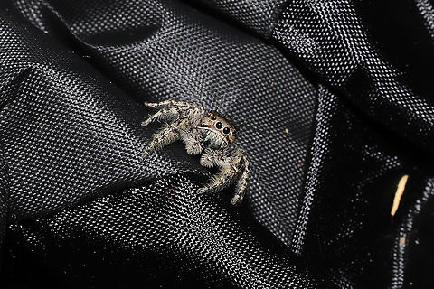 Phidippus putnami Mommy With the pandemic, my husband and I have been leaving items we have purchased on our front porch for a few days. I left a dog treat pouch on the top of our outdoor refrigerator for around a week, and went to retrieve it this afternoon. My hand immediately felt a patch of spider silk on the interior of the bag, and I decided to take a closer look. Mama spider was seemingly guarding her spiderlings. She circled them cautiously until I closed the bag back and put her back in her original location.
https://www.jungledragon.com/image/102601/unknown_salticid_mommy.html
https://www.jungledragon.com/image/102600/unknown_salticid_mommy.html
https://www.jungledragon.com/image/102599/unknown_salticid_mommy.html Fall,Geotagged,Phidippus comatus,Phidippus putnami,Putnam's Jumping Spider,United States