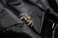 Phidippus putnami Mommy With the pandemic, my husband and I have been leaving items we have purchased on our front porch for a few days. I left a dog treat pouch on the top of our outdoor refrigerator for around a week, and went to retrieve it this afternoon. My hand immediately felt a patch of spider silk on the interior of the bag, and I decided to take a closer look. Mama spider was seemingly guarding her spiderlings. She circled them cautiously until I closed the bag back and put her back in her original location.<br />
https://www.jungledragon.com/image/102601/unknown_salticid_mommy.html<br />
https://www.jungledragon.com/image/102600/unknown_salticid_mommy.html<br />
https://www.jungledragon.com/image/102599/unknown_salticid_mommy.html Fall,Geotagged,Phidippus comatus,Phidippus putnami,Putnam's Jumping Spider,United States