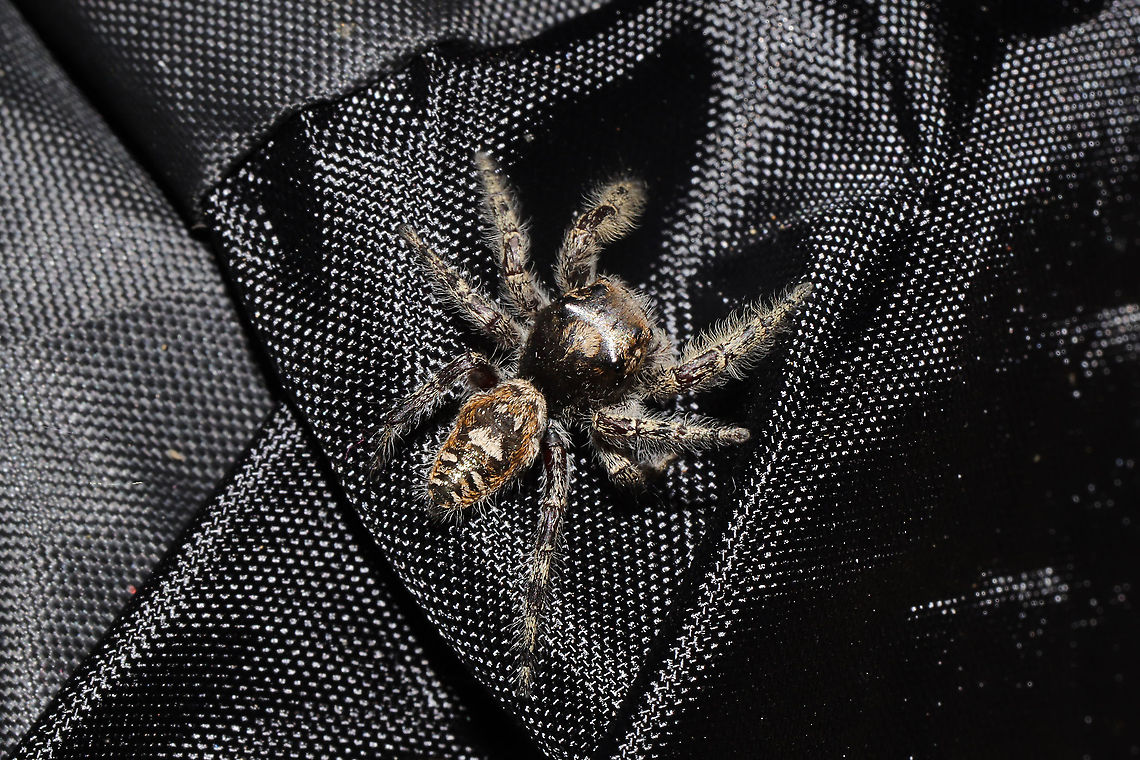 Phidippus putnami Mommy With the pandemic, my husband and I have been leaving items we have purchased on our front porch for a few days. I left a dog treat pouch on the top of our outdoor refrigerator for around a week, and went to retrieve it this afternoon. My hand immediately felt a patch of spider silk on the interior of the bag, and I decided to take a closer look. Mama spider was seemingly guarding her spiderlings. She circled them cautiously until I closed the bag back and put her back in her original location. <br />
<figure class="photo"><a href="https://www.jungledragon.com/image/102598/phidippus_putnami_mommy.html" title="Phidippus putnami Mommy"><img src="https://s3.amazonaws.com/media.jungledragon.com/images/3231/102598_thumb.jpg?AWSAccessKeyId=05GMT0V3GWVNE7GGM1R2&Expires=1759968010&Signature=FQSvqbhBmoAKI%2B5cr65Py04JRFk%3D" width="200" height="134" alt="Phidippus putnami Mommy With the pandemic, my husband and I have been leaving items we have purchased on our front porch for a few days. I left a dog treat pouch on the top of our outdoor refrigerator for around a week, and went to retrieve it this afternoon. My hand immediately felt a patch of spider silk on the interior of the bag, and I decided to take a closer look. Mama spider was seemingly guarding her spiderlings. She circled them cautiously until I closed the bag back and put her back in her original location.<br />
https://www.jungledragon.com/image/102601/unknown_salticid_mommy.html<br />
https://www.jungledragon.com/image/102600/unknown_salticid_mommy.html<br />
https://www.jungledragon.com/image/102599/unknown_salticid_mommy.html Fall,Geotagged,Phidippus comatus,Phidippus putnami,Putnam&#039;s Jumping Spider,United States" /></a></figure><br />
<figure class="photo"><a href="https://www.jungledragon.com/image/102600/phidippus_putnami_mommy.html" title="Phidippus putnami Mommy"><img src="https://s3.amazonaws.com/media.jungledragon.com/images/3231/102600_thumb.jpg?AWSAccessKeyId=05GMT0V3GWVNE7GGM1R2&Expires=1759968010&Signature=fHjAlgJAb8REBDd31SMXd%2F2jm4Y%3D" width="200" height="134" alt="Phidippus putnami Mommy With the pandemic, my husband and I have been leaving items we have purchased on our front porch for a few days. I left a dog treat pouch on the top of our outdoor refrigerator for around a week, and went to retrieve it this afternoon. My hand immediately felt a patch of spider silk on the interior of the bag, and I decided to take a closer look. Mama spider was seemingly guarding her spiderlings. She circled them cautiously until I closed the bag back and put her back in her original location. <br />
https://www.jungledragon.com/image/102601/unknown_salticid_mommy.html<br />
https://www.jungledragon.com/image/102598/unknown_salticid_mommy.html<br />
https://www.jungledragon.com/image/102599/unknown_salticid_mommy.html Fall,Geotagged,Phidippus comatus,Phidippus putnami,Putnam&#039;s Jumping Spider,United States" /></a></figure><br />
<figure class="photo"><a href="https://www.jungledragon.com/image/102601/phidippus_putnami_mommy.html" title="Phidippus putnami Mommy"><img src="https://s3.amazonaws.com/media.jungledragon.com/images/3231/102601_thumb.jpg?AWSAccessKeyId=05GMT0V3GWVNE7GGM1R2&Expires=1759968010&Signature=RZHQxTqXX8ADHUYBW0IE3NeZeNU%3D" width="200" height="200" alt="Phidippus putnami Mommy With the pandemic, my husband and I have been leaving items we have purchased on our front porch for a few days. I left a dog treat pouch on the top of our outdoor refrigerator for around a week, and went to retrieve it this afternoon. My hand immediately felt a patch of spider silk on the interior of the bag, and I decided to take a closer look. Mama spider was seemingly guarding her spiderlings. She circled them cautiously until I closed the bag back and put her back in her original location. <br />
https://www.jungledragon.com/image/102600/unknown_salticid_mommy.html<br />
https://www.jungledragon.com/image/102598/unknown_salticid_mommy.html<br />
https://www.jungledragon.com/image/102599/unknown_salticid_mommy.html Fall,Geotagged,Phidippus comatus,Phidippus putnami,Putnam&#039;s Jumping Spider,United States" /></a></figure> Fall,Geotagged,Phidippus comatus,Phidippus putnami,Putnam's Jumping Spider,United States
