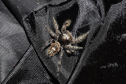 Phidippus putnami Mommy With the pandemic, my husband and I have been leaving items we have purchased on our front porch for a few days. I left a dog treat pouch on the top of our outdoor refrigerator for around a week, and went to retrieve it this afternoon. My hand immediately felt a patch of spider silk on the interior of the bag, and I decided to take a closer look. Mama spider was seemingly guarding her spiderlings. She circled them cautiously until I closed the bag back and put her back in her original location. 
https://www.jungledragon.com/image/102598/unknown_salticid_mommy.html
https://www.jungledragon.com/image/102600/unknown_salticid_mommy.html
https://www.jungledragon.com/image/102601/unknown_salticid_mommy.html Fall,Geotagged,Phidippus comatus,Phidippus putnami,Putnam's Jumping Spider,United States