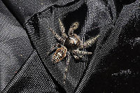 Phidippus putnami Mommy With the pandemic, my husband and I have been leaving items we have purchased on our front porch for a few days. I left a dog treat pouch on the top of our outdoor refrigerator for around a week, and went to retrieve it this afternoon. My hand immediately felt a patch of spider silk on the interior of the bag, and I decided to take a closer look. Mama spider was seemingly guarding her spiderlings. She circled them cautiously until I closed the bag back and put her back in her original location. <br />
https://www.jungledragon.com/image/102598/unknown_salticid_mommy.html<br />
https://www.jungledragon.com/image/102600/unknown_salticid_mommy.html<br />
https://www.jungledragon.com/image/102601/unknown_salticid_mommy.html Fall,Geotagged,Phidippus comatus,Phidippus putnami,Putnam's Jumping Spider,United States