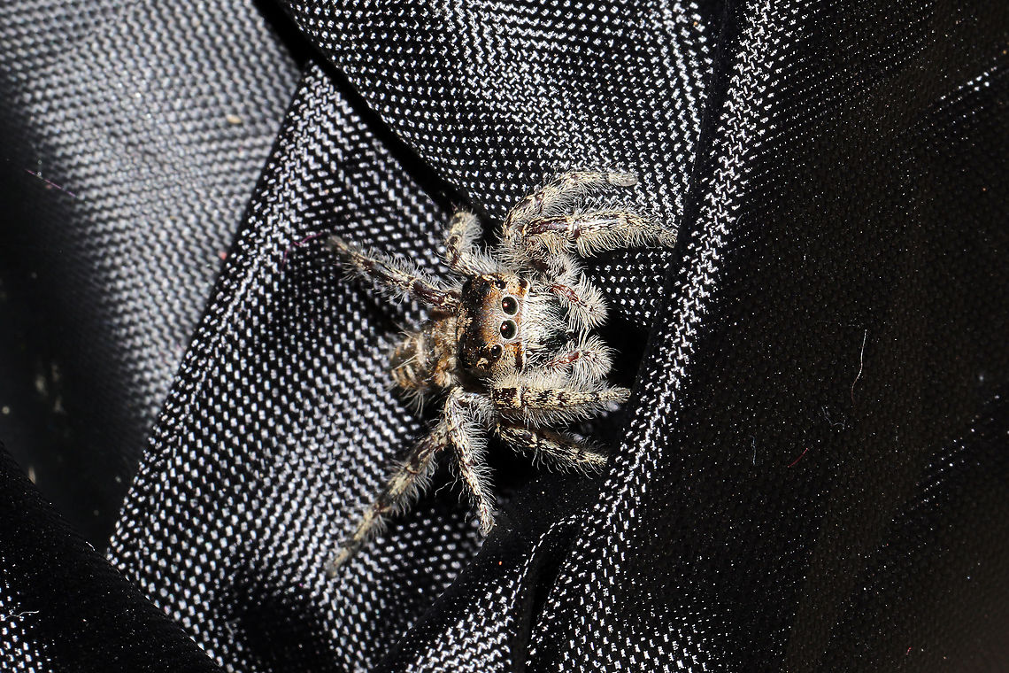 Phidippus putnami Mommy With the pandemic, my husband and I have been leaving items we have purchased on our front porch for a few days. I left a dog treat pouch on the top of our outdoor refrigerator for around a week, and went to retrieve it this afternoon. My hand immediately felt a patch of spider silk on the interior of the bag, and I decided to take a closer look. Mama spider was seemingly guarding her spiderlings. She circled them cautiously until I closed the bag back and put her back in her original location. <br />
<figure class="photo"><a href="https://www.jungledragon.com/image/102601/phidippus_putnami_mommy.html" title="Phidippus putnami Mommy"><img src="https://s3.amazonaws.com/media.jungledragon.com/images/3231/102601_thumb.jpg?AWSAccessKeyId=05GMT0V3GWVNE7GGM1R2&Expires=1759968010&Signature=RZHQxTqXX8ADHUYBW0IE3NeZeNU%3D" width="200" height="200" alt="Phidippus putnami Mommy With the pandemic, my husband and I have been leaving items we have purchased on our front porch for a few days. I left a dog treat pouch on the top of our outdoor refrigerator for around a week, and went to retrieve it this afternoon. My hand immediately felt a patch of spider silk on the interior of the bag, and I decided to take a closer look. Mama spider was seemingly guarding her spiderlings. She circled them cautiously until I closed the bag back and put her back in her original location. <br />
https://www.jungledragon.com/image/102600/unknown_salticid_mommy.html<br />
https://www.jungledragon.com/image/102598/unknown_salticid_mommy.html<br />
https://www.jungledragon.com/image/102599/unknown_salticid_mommy.html Fall,Geotagged,Phidippus comatus,Phidippus putnami,Putnam&#039;s Jumping Spider,United States" /></a></figure><br />
<figure class="photo"><a href="https://www.jungledragon.com/image/102598/phidippus_putnami_mommy.html" title="Phidippus putnami Mommy"><img src="https://s3.amazonaws.com/media.jungledragon.com/images/3231/102598_thumb.jpg?AWSAccessKeyId=05GMT0V3GWVNE7GGM1R2&Expires=1759968010&Signature=FQSvqbhBmoAKI%2B5cr65Py04JRFk%3D" width="200" height="134" alt="Phidippus putnami Mommy With the pandemic, my husband and I have been leaving items we have purchased on our front porch for a few days. I left a dog treat pouch on the top of our outdoor refrigerator for around a week, and went to retrieve it this afternoon. My hand immediately felt a patch of spider silk on the interior of the bag, and I decided to take a closer look. Mama spider was seemingly guarding her spiderlings. She circled them cautiously until I closed the bag back and put her back in her original location.<br />
https://www.jungledragon.com/image/102601/unknown_salticid_mommy.html<br />
https://www.jungledragon.com/image/102600/unknown_salticid_mommy.html<br />
https://www.jungledragon.com/image/102599/unknown_salticid_mommy.html Fall,Geotagged,Phidippus comatus,Phidippus putnami,Putnam&#039;s Jumping Spider,United States" /></a></figure><br />
<figure class="photo"><a href="https://www.jungledragon.com/image/102599/phidippus_putnami_mommy.html" title="Phidippus putnami Mommy"><img src="https://s3.amazonaws.com/media.jungledragon.com/images/3231/102599_thumb.jpg?AWSAccessKeyId=05GMT0V3GWVNE7GGM1R2&Expires=1759968010&Signature=Bh3%2BFuj6HqUn7PQI610OCHSr7KU%3D" width="200" height="134" alt="Phidippus putnami Mommy With the pandemic, my husband and I have been leaving items we have purchased on our front porch for a few days. I left a dog treat pouch on the top of our outdoor refrigerator for around a week, and went to retrieve it this afternoon. My hand immediately felt a patch of spider silk on the interior of the bag, and I decided to take a closer look. Mama spider was seemingly guarding her spiderlings. She circled them cautiously until I closed the bag back and put her back in her original location. <br />
https://www.jungledragon.com/image/102598/unknown_salticid_mommy.html<br />
https://www.jungledragon.com/image/102600/unknown_salticid_mommy.html<br />
https://www.jungledragon.com/image/102601/unknown_salticid_mommy.html Fall,Geotagged,Phidippus comatus,Phidippus putnami,Putnam&#039;s Jumping Spider,United States" /></a></figure> Fall,Geotagged,Phidippus comatus,Phidippus putnami,Putnam's Jumping Spider,United States