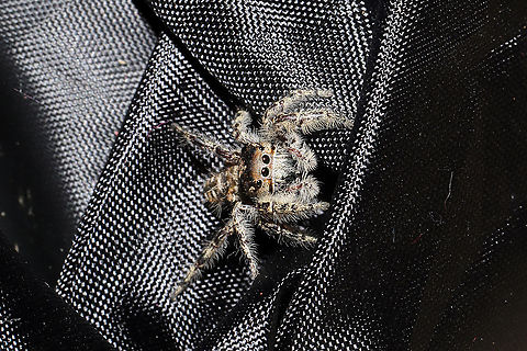 Phidippus putnami Mommy With the pandemic, my husband and I have been leaving items we have purchased on our front porch for a few days. I left a dog treat pouch on the top of our outdoor refrigerator for around a week, and went to retrieve it this afternoon. My hand immediately felt a patch of spider silk on the interior of the bag, and I decided to take a closer look. Mama spider was seemingly guarding her spiderlings. She circled them cautiously until I closed the bag back and put her back in her original location. 
https://www.jungledragon.com/image/102601/unknown_salticid_mommy.html
https://www.jungledragon.com/image/102598/unknown_salticid_mommy.html
https://www.jungledragon.com/image/102599/unknown_salticid_mommy.html Fall,Geotagged,Phidippus comatus,Phidippus putnami,Putnam's Jumping Spider,United States
