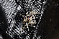 Phidippus putnami Mommy With the pandemic, my husband and I have been leaving items we have purchased on our front porch for a few days. I left a dog treat pouch on the top of our outdoor refrigerator for around a week, and went to retrieve it this afternoon. My hand immediately felt a patch of spider silk on the interior of the bag, and I decided to take a closer look. Mama spider was seemingly guarding her spiderlings. She circled them cautiously until I closed the bag back and put her back in her original location. <br />
https://www.jungledragon.com/image/102601/unknown_salticid_mommy.html<br />
https://www.jungledragon.com/image/102598/unknown_salticid_mommy.html<br />
https://www.jungledragon.com/image/102599/unknown_salticid_mommy.html Fall,Geotagged,Phidippus comatus,Phidippus putnami,Putnam's Jumping Spider,United States