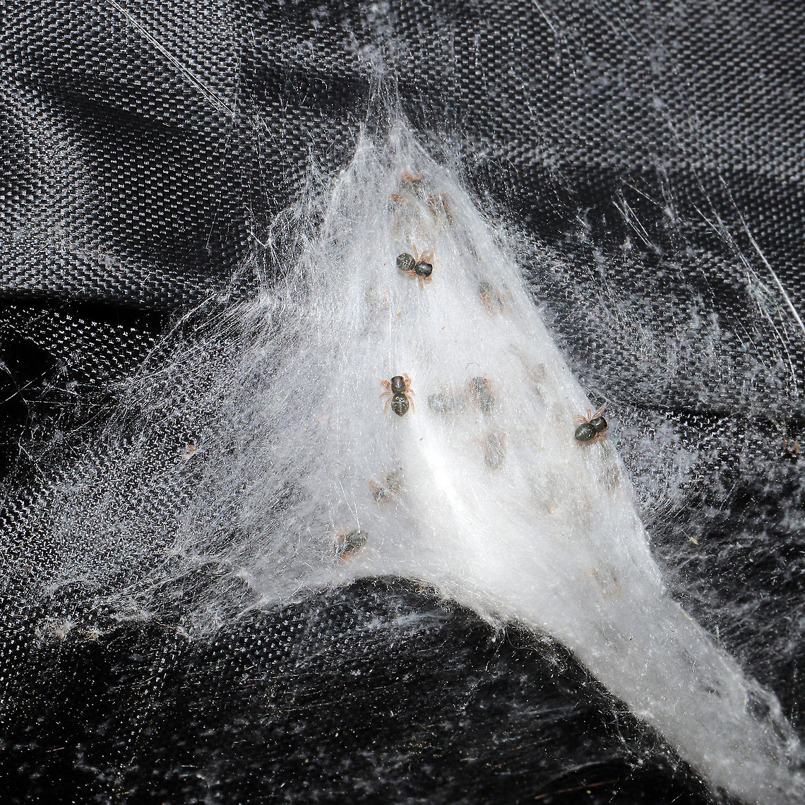 Phidippus putnami Mommy With the pandemic, my husband and I have been leaving items we have purchased on our front porch for a few days. I left a dog treat pouch on the top of our outdoor refrigerator for around a week, and went to retrieve it this afternoon. My hand immediately felt a patch of spider silk on the interior of the bag, and I decided to take a closer look. Mama spider was seemingly guarding her spiderlings. She circled them cautiously until I closed the bag back and put her back in her original location. <br />
<figure class="photo"><a href="https://www.jungledragon.com/image/102600/phidippus_putnami_mommy.html" title="Phidippus putnami Mommy"><img src="https://s3.amazonaws.com/media.jungledragon.com/images/3231/102600_thumb.jpg?AWSAccessKeyId=05GMT0V3GWVNE7GGM1R2&Expires=1767225610&Signature=celo8MZCEFCgSqdQo%2BgPN%2FEK%2BJU%3D" width="200" height="134" alt="Phidippus putnami Mommy With the pandemic, my husband and I have been leaving items we have purchased on our front porch for a few days. I left a dog treat pouch on the top of our outdoor refrigerator for around a week, and went to retrieve it this afternoon. My hand immediately felt a patch of spider silk on the interior of the bag, and I decided to take a closer look. Mama spider was seemingly guarding her spiderlings. She circled them cautiously until I closed the bag back and put her back in her original location. <br />
https://www.jungledragon.com/image/102601/unknown_salticid_mommy.html<br />
https://www.jungledragon.com/image/102598/unknown_salticid_mommy.html<br />
https://www.jungledragon.com/image/102599/unknown_salticid_mommy.html Fall,Geotagged,Phidippus comatus,Phidippus putnami,Putnam&#039;s Jumping Spider,United States" /></a></figure><br />
<figure class="photo"><a href="https://www.jungledragon.com/image/102598/phidippus_putnami_mommy.html" title="Phidippus putnami Mommy"><img src="https://s3.amazonaws.com/media.jungledragon.com/images/3231/102598_thumb.jpg?AWSAccessKeyId=05GMT0V3GWVNE7GGM1R2&Expires=1767225610&Signature=qXPTSNVOhLzaDt0chADnQnHmsZY%3D" width="200" height="134" alt="Phidippus putnami Mommy With the pandemic, my husband and I have been leaving items we have purchased on our front porch for a few days. I left a dog treat pouch on the top of our outdoor refrigerator for around a week, and went to retrieve it this afternoon. My hand immediately felt a patch of spider silk on the interior of the bag, and I decided to take a closer look. Mama spider was seemingly guarding her spiderlings. She circled them cautiously until I closed the bag back and put her back in her original location.<br />
https://www.jungledragon.com/image/102601/unknown_salticid_mommy.html<br />
https://www.jungledragon.com/image/102600/unknown_salticid_mommy.html<br />
https://www.jungledragon.com/image/102599/unknown_salticid_mommy.html Fall,Geotagged,Phidippus comatus,Phidippus putnami,Putnam&#039;s Jumping Spider,United States" /></a></figure><br />
<figure class="photo"><a href="https://www.jungledragon.com/image/102599/phidippus_putnami_mommy.html" title="Phidippus putnami Mommy"><img src="https://s3.amazonaws.com/media.jungledragon.com/images/3231/102599_thumb.jpg?AWSAccessKeyId=05GMT0V3GWVNE7GGM1R2&Expires=1767225610&Signature=RJ5C7maNrm8UOEHlCXOeJ7IYrlY%3D" width="200" height="134" alt="Phidippus putnami Mommy With the pandemic, my husband and I have been leaving items we have purchased on our front porch for a few days. I left a dog treat pouch on the top of our outdoor refrigerator for around a week, and went to retrieve it this afternoon. My hand immediately felt a patch of spider silk on the interior of the bag, and I decided to take a closer look. Mama spider was seemingly guarding her spiderlings. She circled them cautiously until I closed the bag back and put her back in her original location. <br />
https://www.jungledragon.com/image/102598/unknown_salticid_mommy.html<br />
https://www.jungledragon.com/image/102600/unknown_salticid_mommy.html<br />
https://www.jungledragon.com/image/102601/unknown_salticid_mommy.html Fall,Geotagged,Phidippus comatus,Phidippus putnami,Putnam&#039;s Jumping Spider,United States" /></a></figure> Fall,Geotagged,Phidippus comatus,Phidippus putnami,Putnam's Jumping Spider,United States