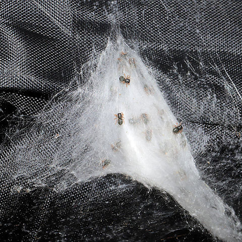 Phidippus putnami Mommy With the pandemic, my husband and I have been leaving items we have purchased on our front porch for a few days. I left a dog treat pouch on the top of our outdoor refrigerator for around a week, and went to retrieve it this afternoon. My hand immediately felt a patch of spider silk on the interior of the bag, and I decided to take a closer look. Mama spider was seemingly guarding her spiderlings. She circled them cautiously until I closed the bag back and put her back in her original location. 
https://www.jungledragon.com/image/102600/unknown_salticid_mommy.html
https://www.jungledragon.com/image/102598/unknown_salticid_mommy.html
https://www.jungledragon.com/image/102599/unknown_salticid_mommy.html Fall,Geotagged,Phidippus comatus,Phidippus putnami,Putnam's Jumping Spider,United States