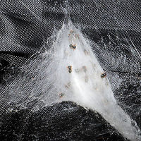 Phidippus putnami Mommy With the pandemic, my husband and I have been leaving items we have purchased on our front porch for a few days. I left a dog treat pouch on the top of our outdoor refrigerator for around a week, and went to retrieve it this afternoon. My hand immediately felt a patch of spider silk on the interior of the bag, and I decided to take a closer look. Mama spider was seemingly guarding her spiderlings. She circled them cautiously until I closed the bag back and put her back in her original location. <br />
https://www.jungledragon.com/image/102600/unknown_salticid_mommy.html<br />
https://www.jungledragon.com/image/102598/unknown_salticid_mommy.html<br />
https://www.jungledragon.com/image/102599/unknown_salticid_mommy.html Fall,Geotagged,Phidippus comatus,Phidippus putnami,Putnam's Jumping Spider,United States