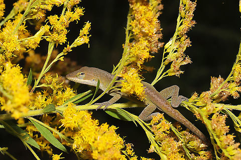 Carolina Anole (Anolis carolinensis) On Solidago sp. at a powerline cut near a wetland/woodland.
https://www.jungledragon.com/image/102616/carolina_anole_anolis_carolinensis.html Anolis carolinensis,Carolina anole,Fall,Geotagged,United States
