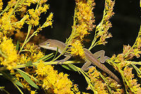 Carolina Anole (Anolis carolinensis) On Solidago sp. at a powerline cut near a wetland/woodland.<br />
https://www.jungledragon.com/image/102616/carolina_anole_anolis_carolinensis.html Anolis carolinensis,Carolina anole,Fall,Geotagged,United States