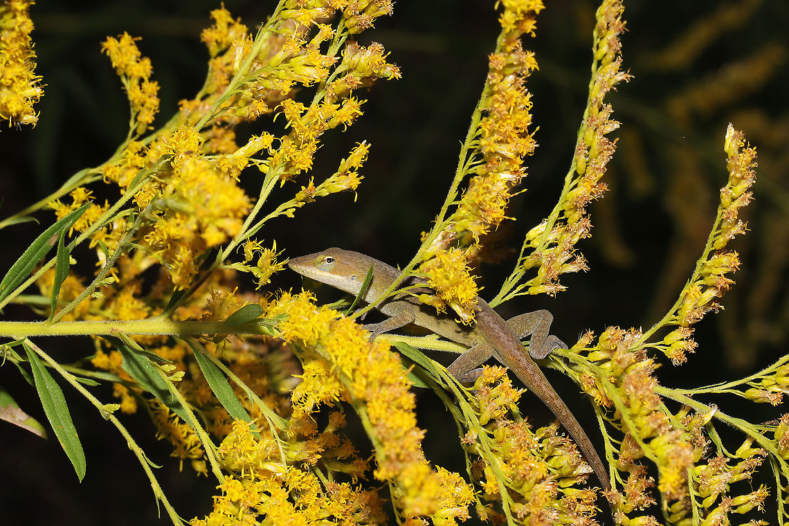 Carolina Anole (Anolis carolinensis) On Solidago sp. at a powerline cut near a wetland/woodland. <br />
<figure class="photo"><a href="https://www.jungledragon.com/image/102615/carolina_anole_anolis_carolinensis.html" title="Carolina Anole (Anolis carolinensis)"><img src="https://s3.amazonaws.com/media.jungledragon.com/images/3231/102615_thumb.jpg?AWSAccessKeyId=05GMT0V3GWVNE7GGM1R2&Expires=1759968010&Signature=F9VjVgPtKAQyX%2BiMMgn1h1PEnew%3D" width="200" height="134" alt="Carolina Anole (Anolis carolinensis) On Solidago sp. at a powerline cut near a wetland/woodland.<br />
https://www.jungledragon.com/image/102616/carolina_anole_anolis_carolinensis.html Anolis carolinensis,Carolina anole,Fall,Geotagged,United States" /></a></figure> Anolis carolinensis,Carolina anole,Fall,Geotagged,United States