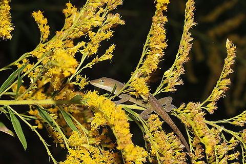 Carolina Anole (Anolis carolinensis) On Solidago sp. at a powerline cut near a wetland/woodland. 
https://www.jungledragon.com/image/102615/carolina_anole_anolis_carolinensis.html Anolis carolinensis,Carolina anole,Fall,Geotagged,United States