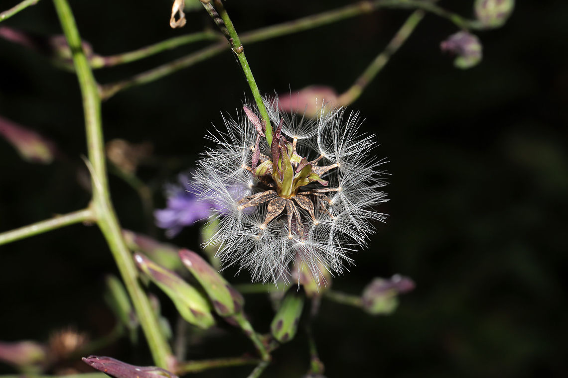 Woodland Lettuce (Lactuca floridana) Growing at a meadowy powerline cut near a wetland/woodland. Fall,Geotagged,Lactuca floridana,United States,Woodland lettuce