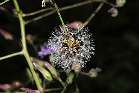Woodland Lettuce (Lactuca floridana) Growing at a meadowy powerline cut near a wetland/woodland. Fall,Geotagged,Lactuca floridana,United States,Woodland lettuce