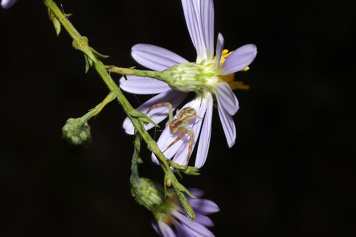 Northern Crab Spider (Mecaphesa asperata) On an aster at a dense mixed forest edge. Fall,Geotagged,Mecaphesa asperata,Northern Crab Spider,United States