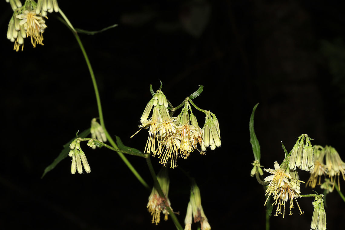 Lion's-foot Rattlesnake-root (Nabalus serpentarius) More of this pretty wildflower at a mixed forest edge/roadside. Fall,Geotagged,Lion's-foot Rattlesnake-root,Nabalus serpentarius,United States