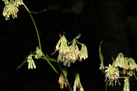 Lion's-foot Rattlesnake-root (Nabalus serpentarius) More of this pretty wildflower at a mixed forest edge/roadside. Fall,Geotagged,Lion's-foot Rattlesnake-root,Nabalus serpentarius,United States