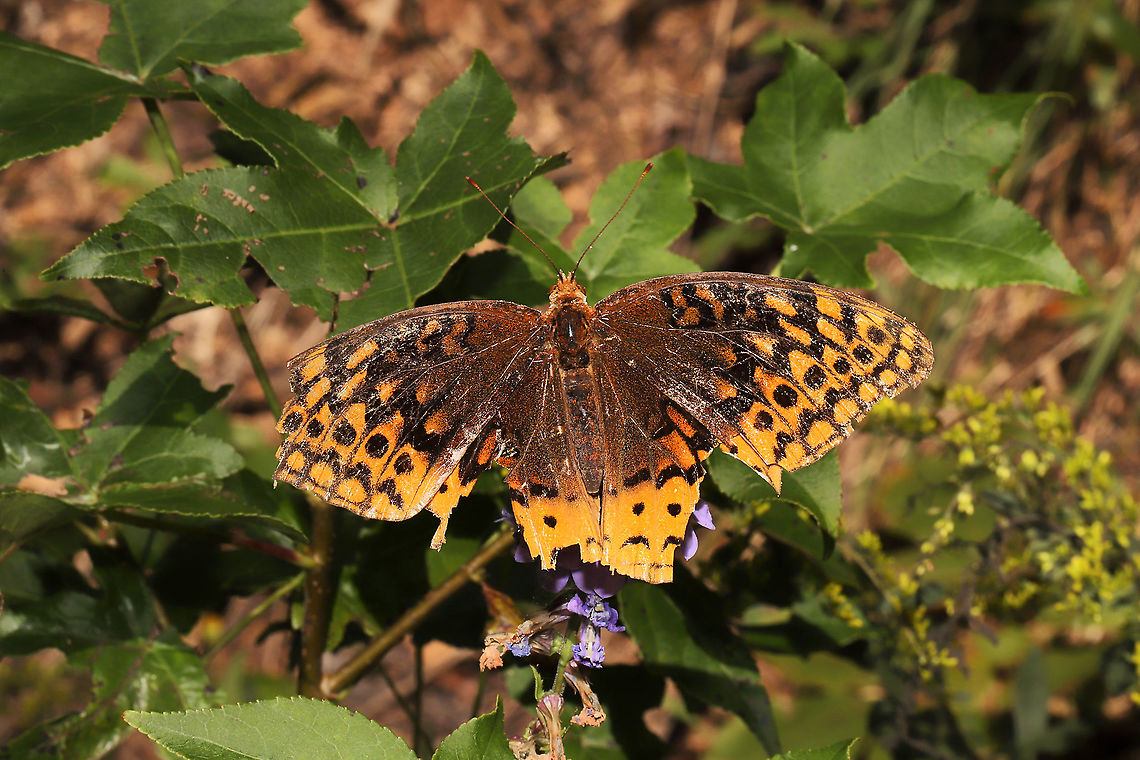 Great Spangled Fritillary (Speyeria cybele) Highly worn butterfly resting on an aster at a dense mixed forest edge. Fall,Geotagged,Great Spangled Fritillary,Speyeria cybele,United States
